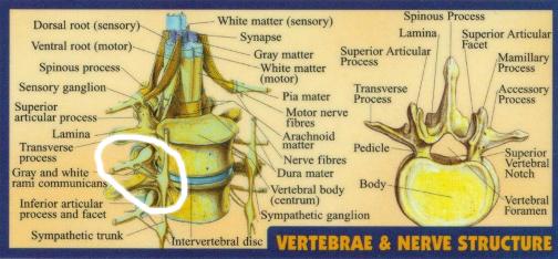 spinal nerves